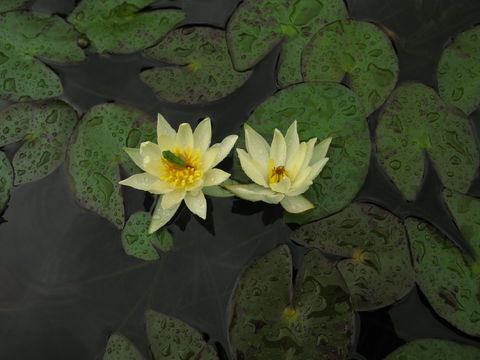 Wallis Creek Water Garden - Hotels Melbourne 1