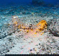Two Towers Dive Site - Hotels Melbourne