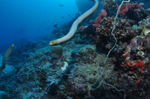 Two Towers Dive Site - Hotels Melbourne 1