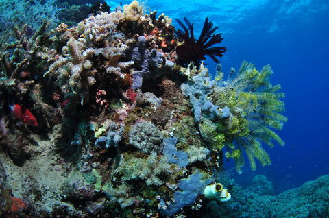 Two Towers Dive Site - Hotels Melbourne 2