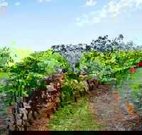 Tintilla Estate Wine Tasting with a Meat and Cheese Platter - Hotels Melbourne