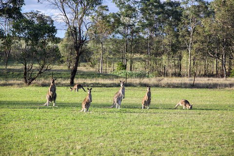 Private Full-Day Wine Tour In Hunter Valley - Hotels Melbourne 2