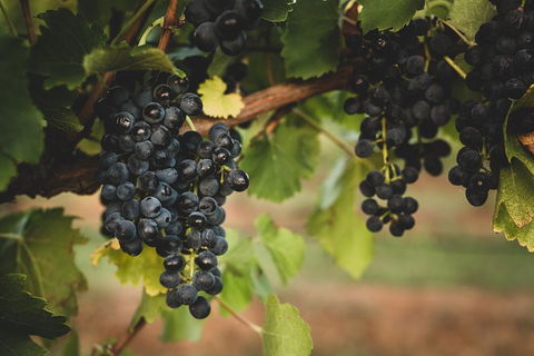 Hideaway Private Tours Hunter Valley - Hotels Melbourne 9