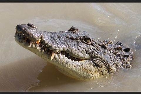 Pathfinder Jumping Crocodile Cruise Shuttle Bus - Hotels Melbourne 3
