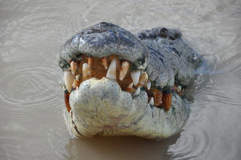 Jumping Crocodile Day Trip From Darwin - Hotels Melbourne 0