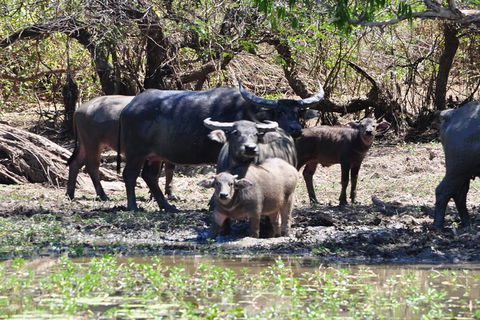 Jumping Crocodile Day Trip From Darwin - Hotels Melbourne 5