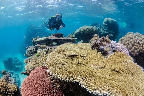 Silverswift Outer Great Barrier Reef Dive And Snorkel Cruise From Cairns - Hotels Melbourne 3