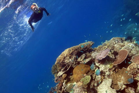 Silverswift Outer Great Barrier Reef Dive And Snorkel Cruise From Cairns - Hotels Melbourne 7