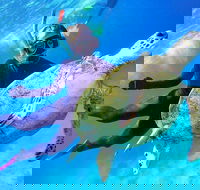 Great Barrier Reef Day Cruise from Cairns Including Snorkeling and Marine Biologist Presentation - Hotels Melbourne