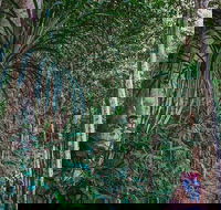 Atherton Tablelands Rain Forest by Night from Cairns - Hotels Melbourne