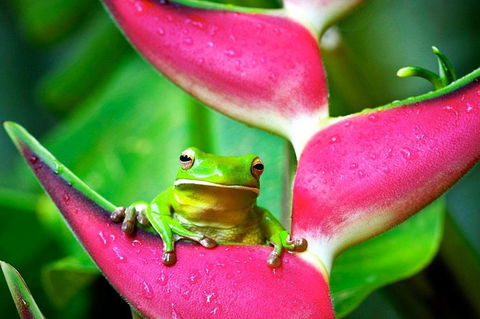 Cape Tribulation, Mossman Gorge, And Daintree Rainforest Premium Day Tour - Hotels Melbourne 5