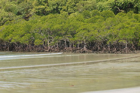 Cape Tribulation, Mossman Gorge, And Daintree Rainforest Premium Day Tour - Hotels Melbourne 4