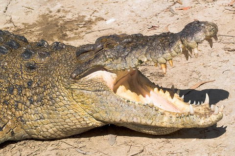 Cape Tribulation, Mossman Gorge, And Daintree Rainforest Premium Day Tour - Hotels Melbourne 3