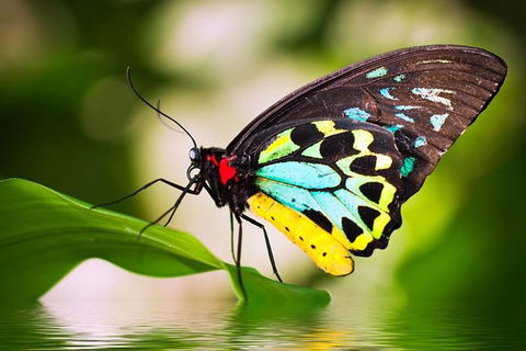 Australian Butterfly Sanctuary - Hotels Melbourne 0