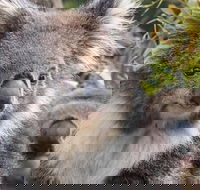 Kuranda Koala Gardens General Entry Ticket - Hotels Melbourne