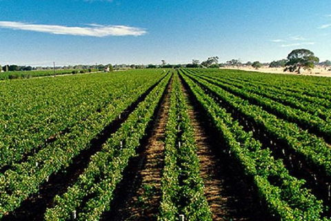 Adelaide Hills Wine Tour - Hotels Melbourne 1