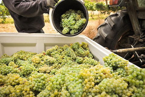 Adelaide Hills Wineries & Hahndorf - Hotels Melbourne 0