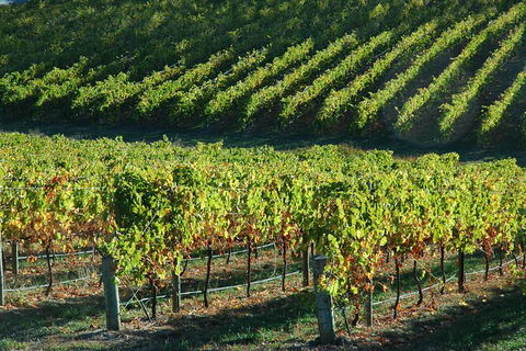 Adelaide Hills Wineries & Hahndorf - Hotels Melbourne 10