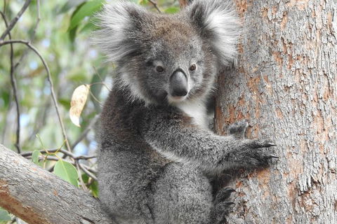 Adelaide Hills Private Day Tour - Hotels Melbourne 3