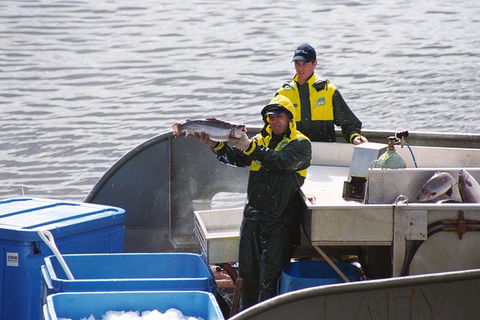 Afternoon Gordon River Dinner Cruise - Departing 3pm - Hotels Melbourne 3