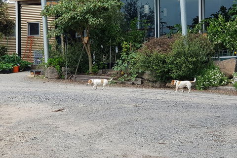 Day Tour Of Yarra Valley Puffing Billy And Rayners Orchard - Hotels Melbourne 21