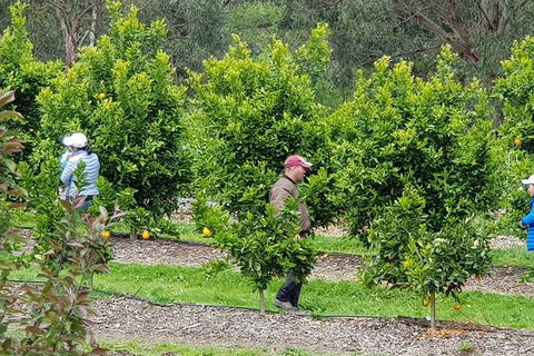 Day Tour Of Yarra Valley Puffing Billy And Rayners Orchard - Hotels Melbourne 34