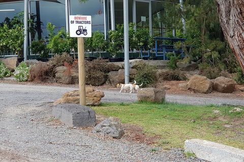 Day Tour Of Yarra Valley Puffing Billy And Rayners Orchard - Hotels Melbourne 2