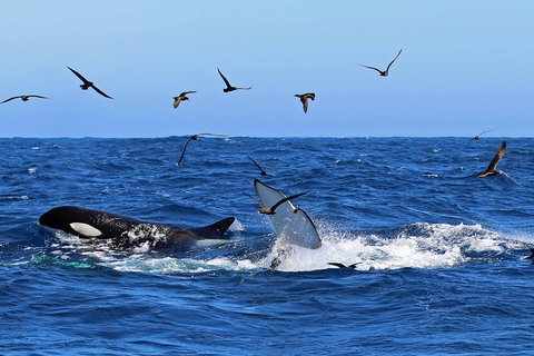 Bremer Canyon Killer Whale (Orca) Expedition - Hotels Melbourne 11