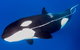 Bremer Canyon Killer Whale (Orca) Expedition - thumb 3