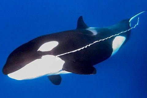 Bremer Canyon Killer Whale (Orca) Expedition - Hotels Melbourne 3