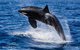 Bremer Canyon Killer Whale (Orca) Expedition - thumb 9