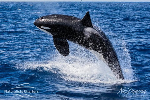 Bremer Canyon Killer Whale (Orca) Expedition - Hotels Melbourne 9