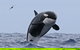 Bremer Canyon Killer Whale (Orca) Expedition - thumb 7