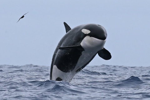 Bremer Canyon Killer Whale (Orca) Expedition - Hotels Melbourne 7