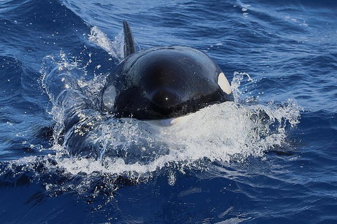 Bremer Canyon Killer Whale (Orca) Expedition - Hotels Melbourne 4