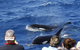 Bremer Canyon Killer Whale (Orca) Expedition - thumb 0