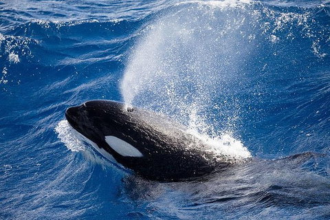 Bremer Canyon Killer Whale (Orca) Expedition - Hotels Melbourne 5