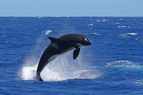 Bremer Canyon Killer Whale (Orca) Expedition - Hotels Melbourne 10