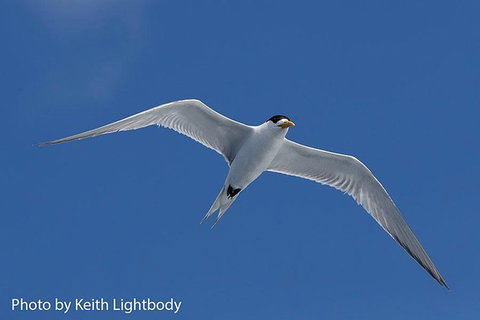 Bremer Canyon Killer Whale (Orca) Expedition - Hotels Melbourne 2