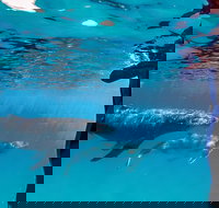 Life on Ningaloo Swimming Tour in Exmouth