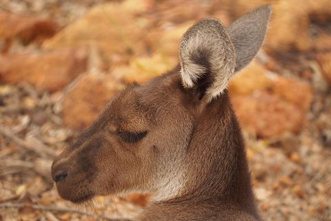 Australian Animals, Seascape And Sunset Photography Tour - Hotels Melbourne 3