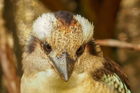 Australian Animals, Seascape And Sunset Photography Tour - Hotels Melbourne 4