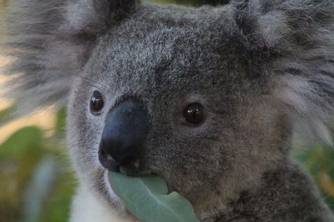 Australian Animals, Seascape And Sunset Photography Tour - Hotels Melbourne 2