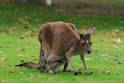 Australian Animals, Seascape And Sunset Photography Tour - Hotels Melbourne 1