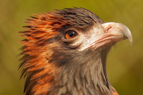 Australian Animals, Seascape And Sunset Photography Tour - Hotels Melbourne 5