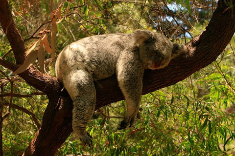 Australian Animals, Seascape And Sunset Photography Tour - Hotels Melbourne 6
