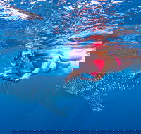 Full-Day Whale Sharks Swimming Experience on Ningaloo Reef