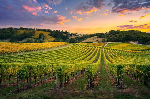 Swan Valley Sunset Wine Tour - Premium Small Group Tour - Hotels Melbourne 0