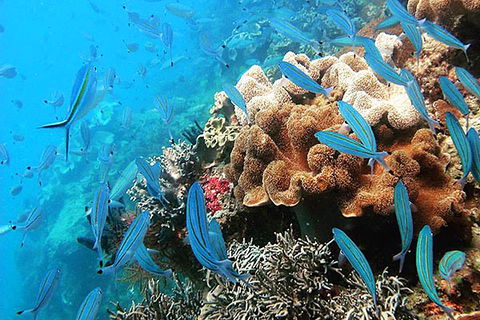 Ocean Free & Ocean Freedom - Cairns Premier Reef And Island Tours - Hotels Melbourne 5