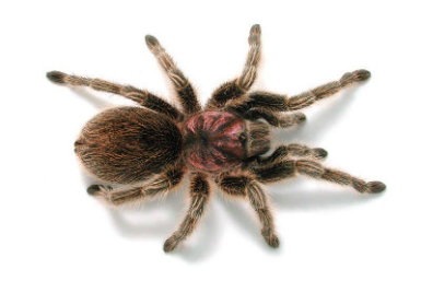 Melbourne Museum - Hotels Melbourne 0